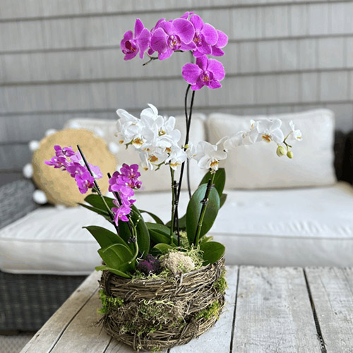 Orchid And Moss Basket Arrangement