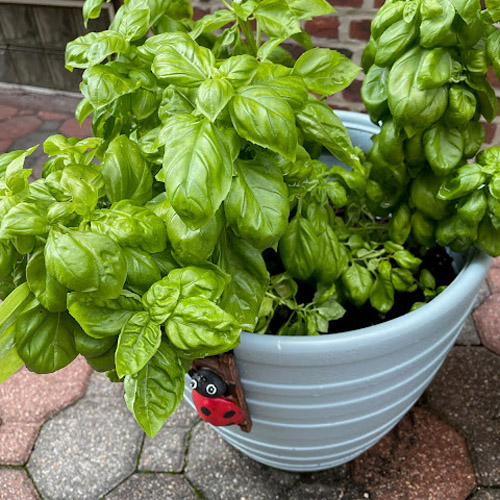 Let's Make Pesto Sauce
